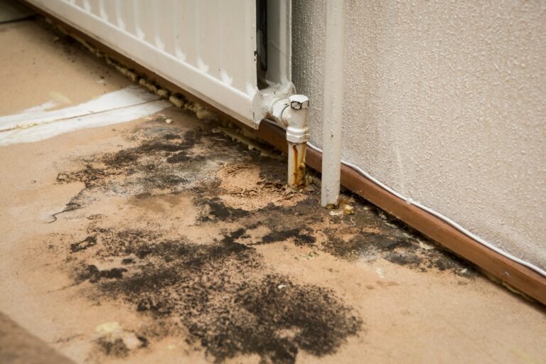 Essential Tips For Mold Removal Safety: Protect Your Home And Health ...