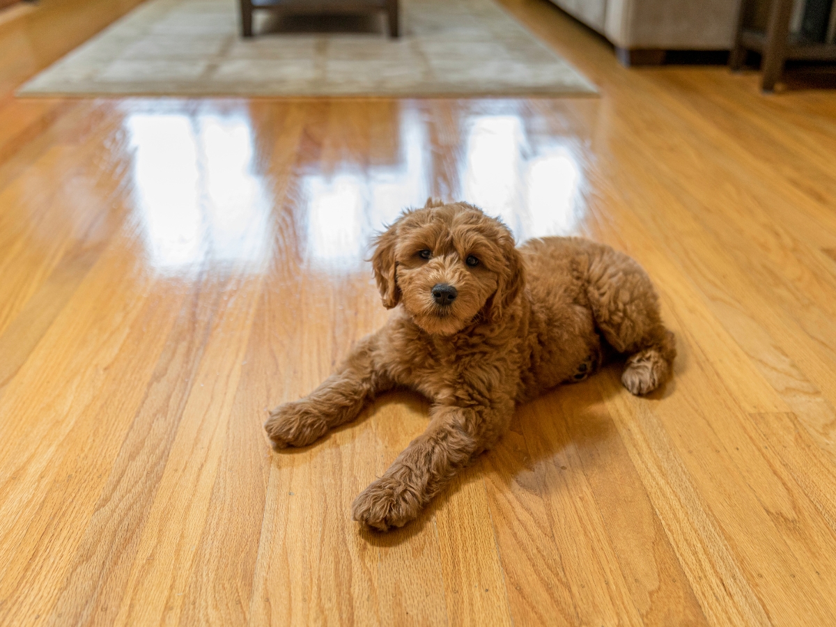 Best Flooring For High-Traffic Areas: A Homeowner’s Guide To Durability And Style 13 A brown, curly-haired puppy lies on a wooden floor—one of the best flooring options for high-traffic areas—in a bright living room with a rug and furniture in the background.