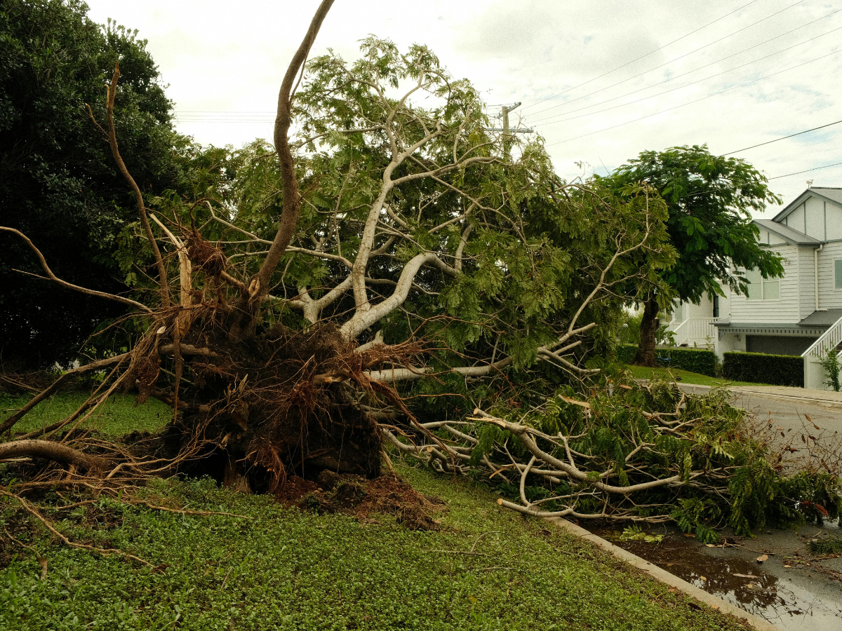 Storm Prep For Atlanta Homes: Emergency Tips And Recovery Strategies 4 A large tree with exposed roots lies uprooted on the edge of a residential street, blocking part of the sidewalk and road—a reminder of why storm prep is so important.